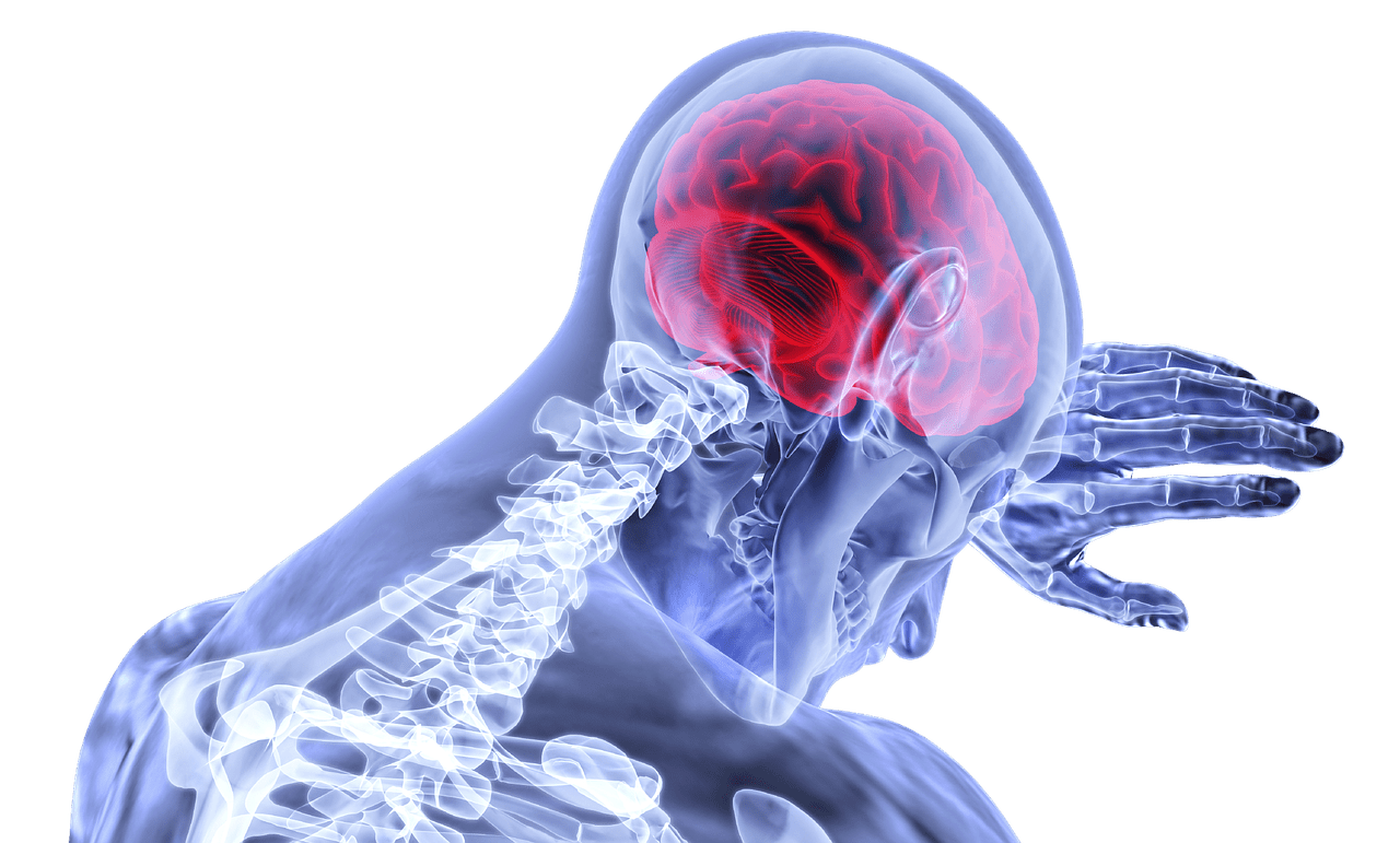 cerveau en transparence cerveau homme en transparence