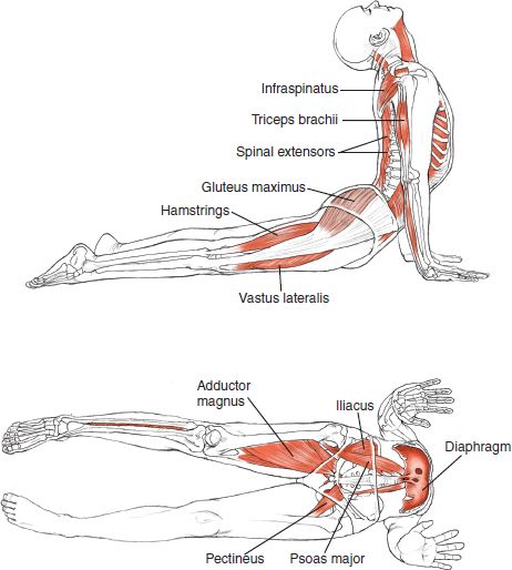 Anatomie yoga posture